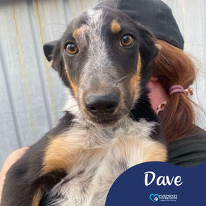 Dave - 8 month old male