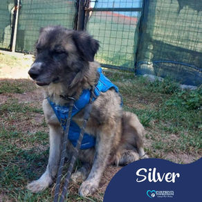 Silver - 3 year old female