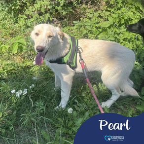 Pearl - 6 month old female