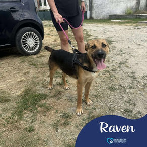 Raven - 6 month old female