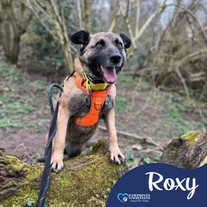 Roxy - 4 year old female