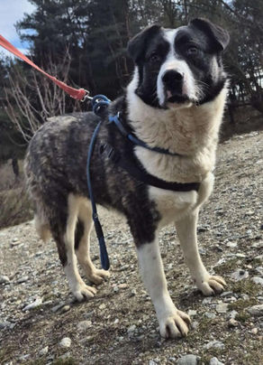 Ariarne - 5 year old female