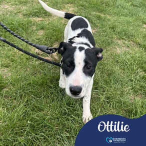 Ottilie- 5 month old female
