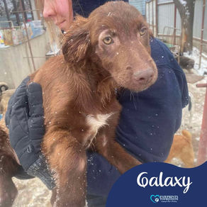 Galaxy - 4 month old male