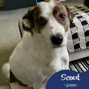 Scout - 5 year old male