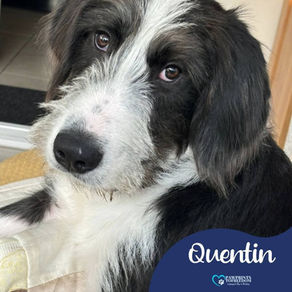 Quentin - 1 year old male