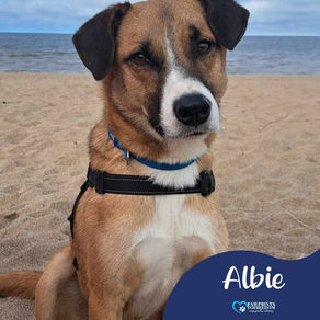 Albie - 2 year old male