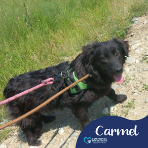 Carmel - 8 month old female