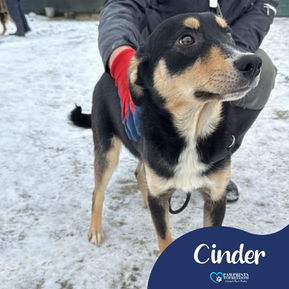Cinder - 10 month old female
