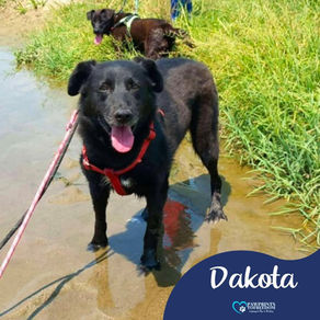 Dakota - 4 year old female
