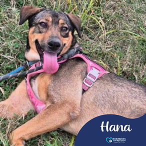 Hana - 4 year old female