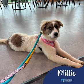 Millie - 5 month old female