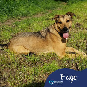 Faye - 6 year old female