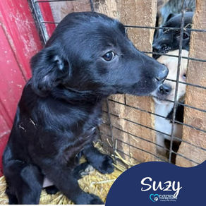 Suzy - 5 month old female
