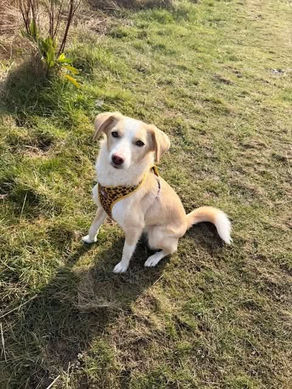 Raquel - 1 year old female