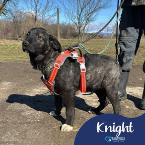 Knight - 6 month old male