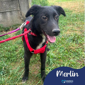 Merlin - 6 month old male