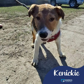 Kenickie - 5 month old male