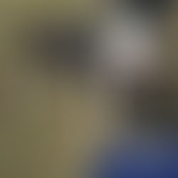 Avanna - 6 month old female