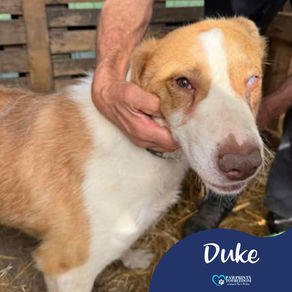 Duke - 5 year old male