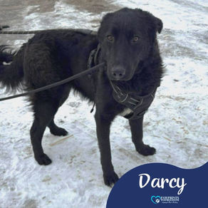 Darcy - 9 month old female