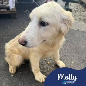 Molly - 5 month old female