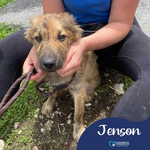 Jenson - 6 month old male