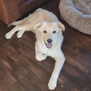 Taffy - 3 year old female
