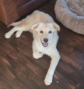 Taffy - 3 year old female
