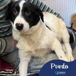 Punto - 6 month old male