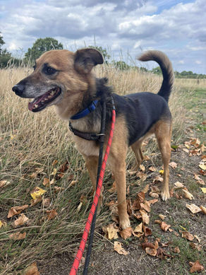 Star - 10 year old male