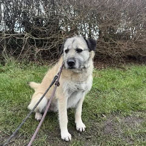 Sage - 8 year old male