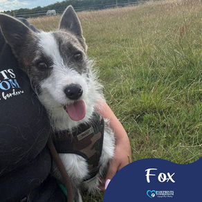 Fox - 1year old male