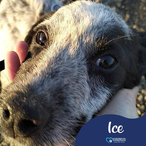 Ice - 10 month old male