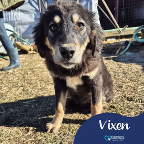Vixen - 8 month old female