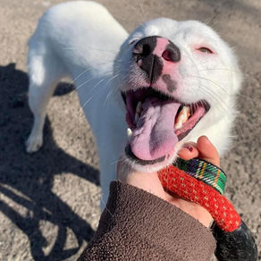 Clove - 1 year old female