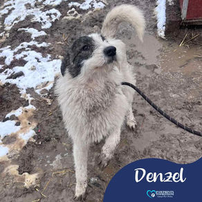 Denzel - 8 month old male