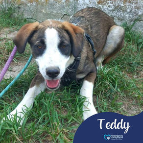 Teddy - 7 month old male