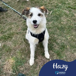 Hazy - 1 year old female