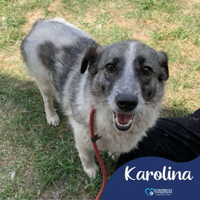 Karolina - 2 Year old female