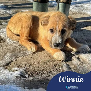 Winnie - 5 month old female