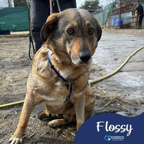 Flossy - 7 year old female