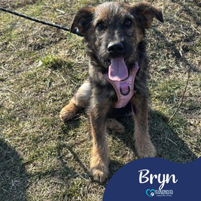 Bryn - 6 month old male
