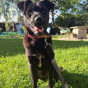 Loki -9 month old male