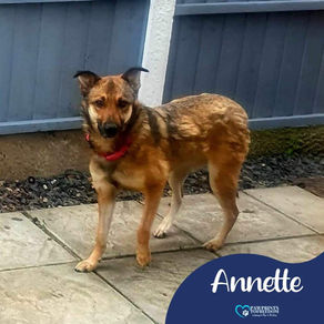 Annette - 4 year old female