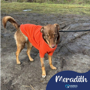 Meradith - 1 year old female
