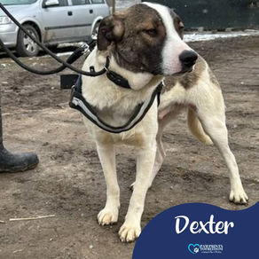 Dexter - 1 year old male