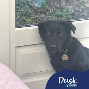 Dusk -1year old male