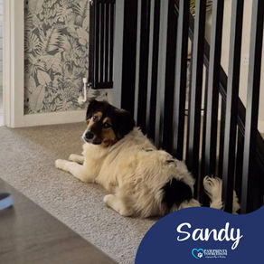 Sandy - 7 month old female