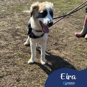 Eira - 6 month old female